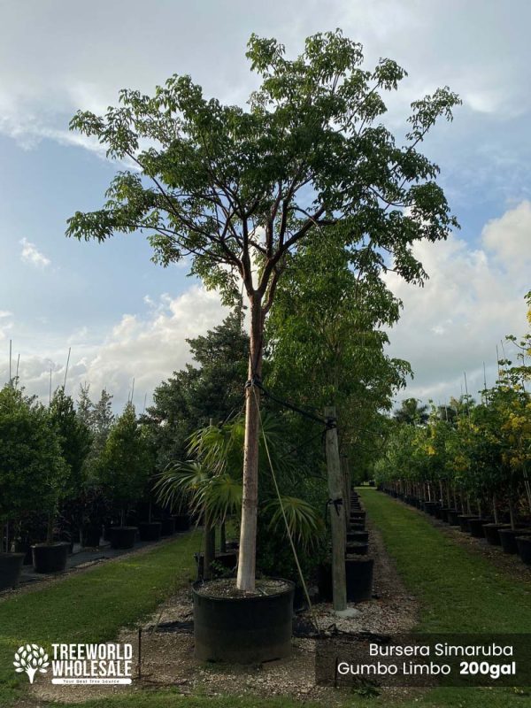 200 Gal - Bursera Simaruba - Gumbo Limbo