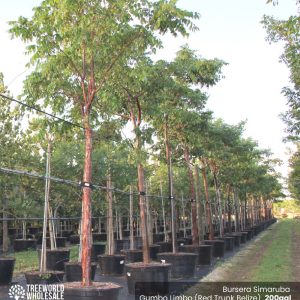 Gumbo limbo tree - 200 Gal - Bursera Simaruba