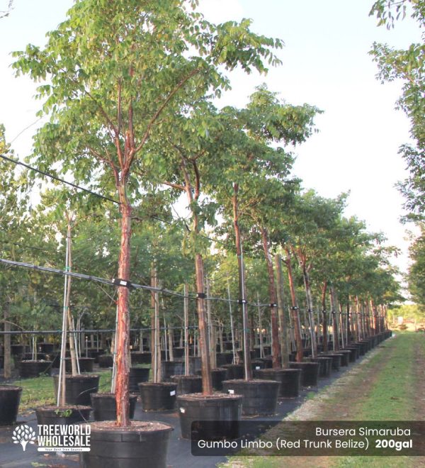 Gumbo limbo tree - 200 Gal - Bursera Simaruba