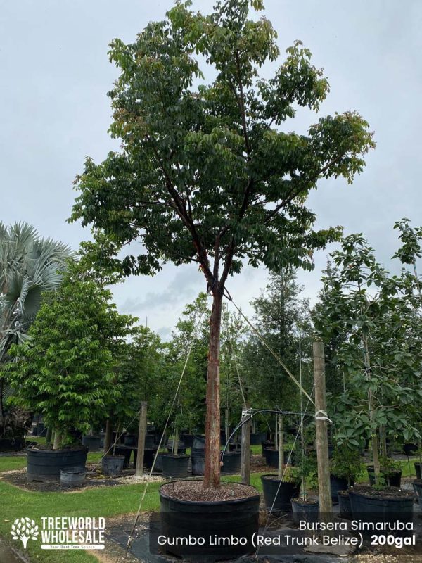 200 Gal - Bursera Simaruba - Gumbo Limbo