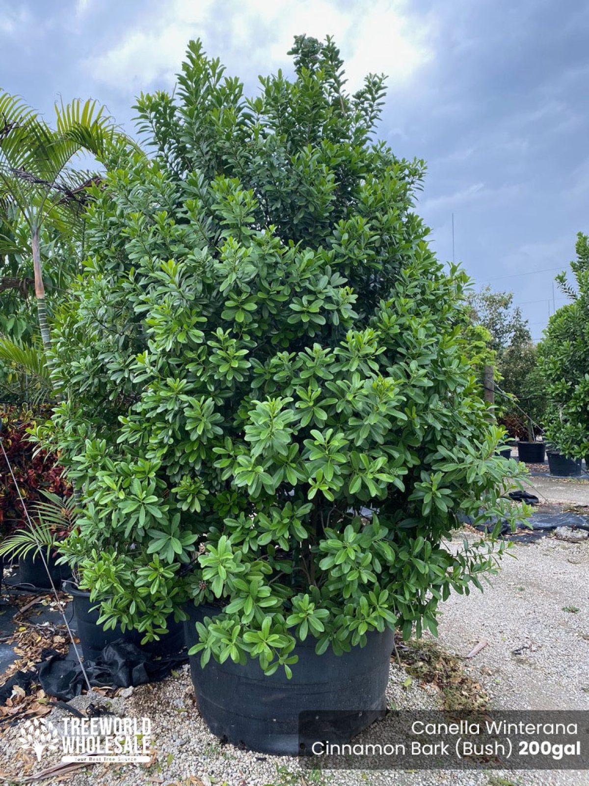 Canella Winterana Bush – Cinnamon Bark Bush for Sale Florida