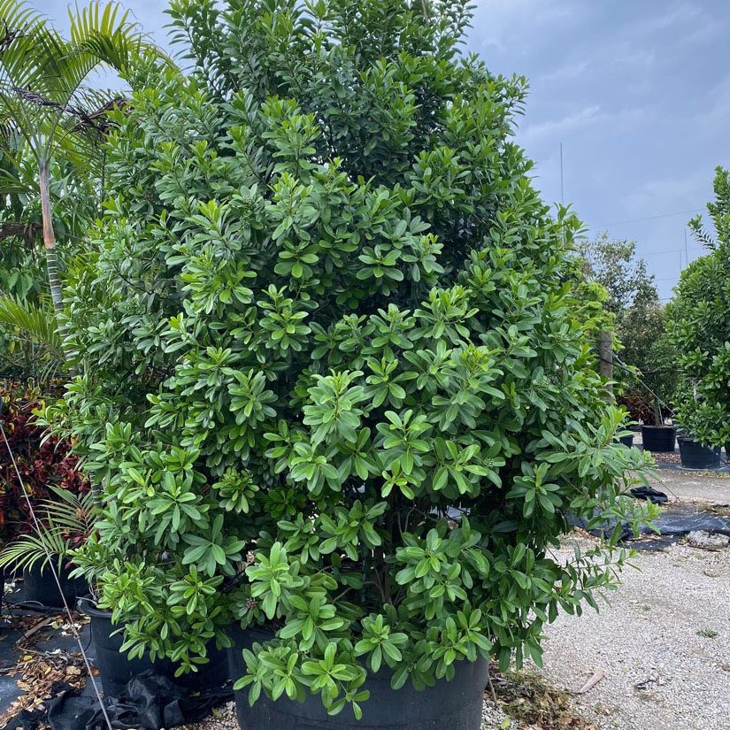 200-Gal-Canella-Winterana-