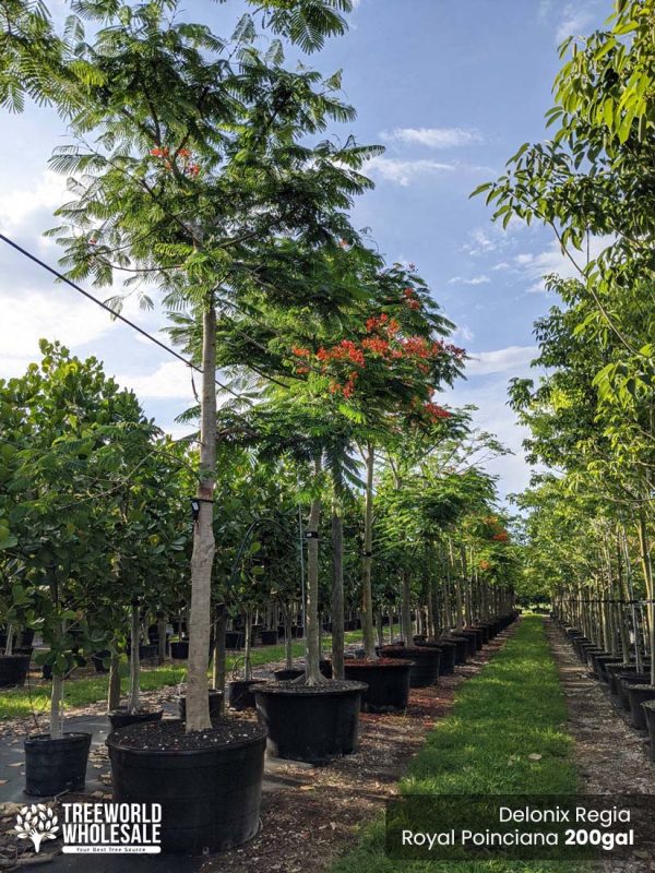 200 Gal - Delonix Regia - Royal Poinciana