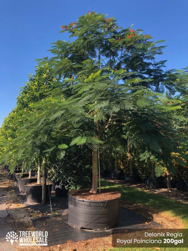 200 Gal - Delonix Regia - Royal Ponciana, Flamboyant