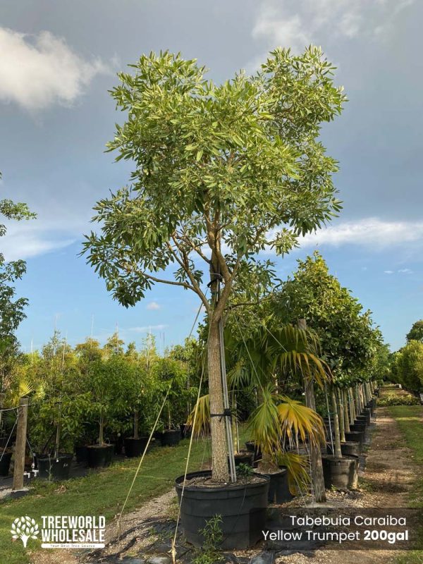 200 Gal - Tabebuia Caraiba - Yellow Trumpet