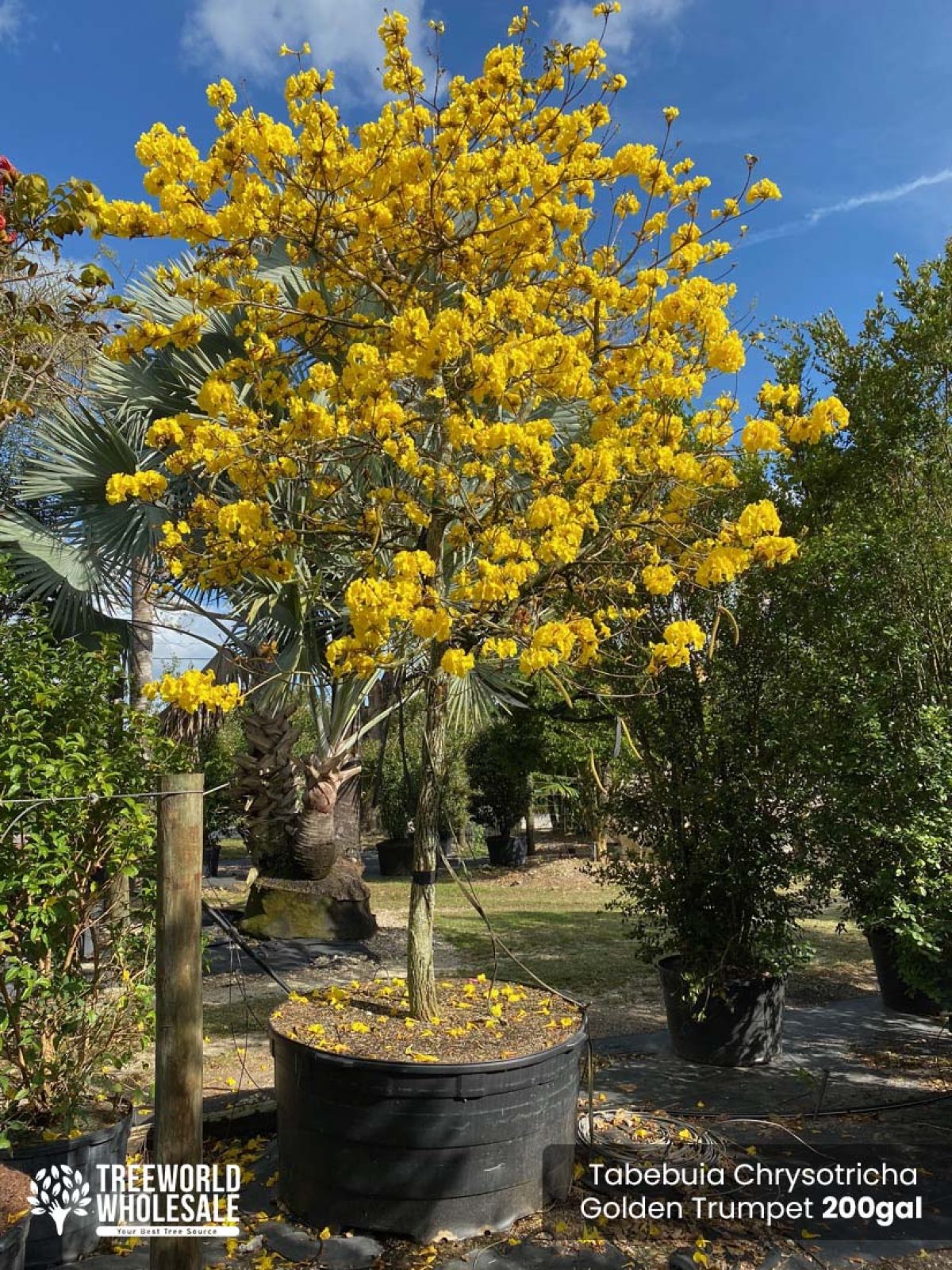 thumbnail image 2 of Beautiful Golden Trumpet Tree ( Tabebuia Chrysantha, Handroanthus 2 of 14