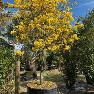 Tabebuia Chrysotricha - Golden Trumpet tree for sale