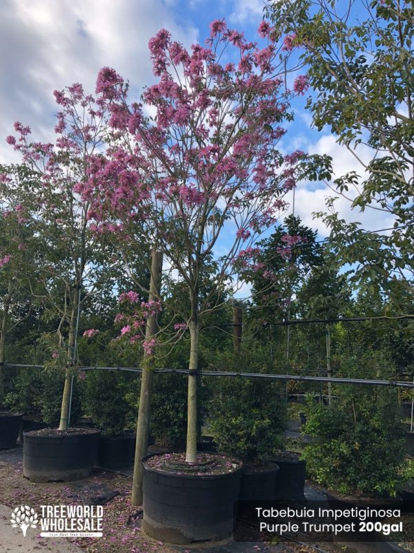 200 Gal - Tabebuia Impetiginosa - Purple Trumpet