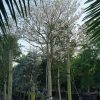 200 Gal - Tabebuia Roseoalba - White Ipe