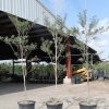 25 Gal - Tabebuia Bahamensis - White Tabebuia, Bahamian Trumpet Tree