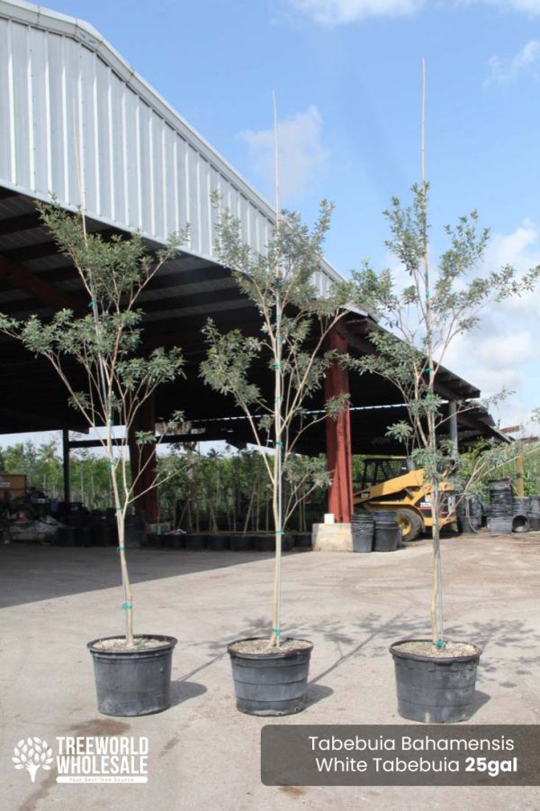 25 Gal - Tabebuia Bahamensis - White Tabebuia, Bahamian Trumpet Tree