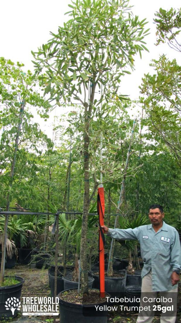 25 Gal - Tabebuia Caraiba - Yellow Trumpet