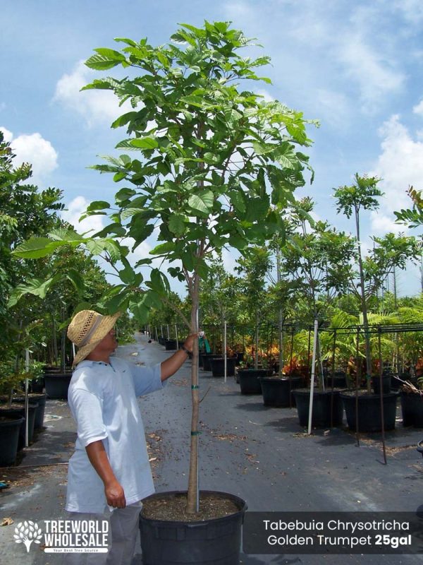 25-Gal-Tabebuia-Chrysotricha-Golden-Trumpet