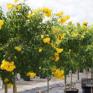 25 Gal - Tecoma Stans - Yellow Elder tree for sale in Florida