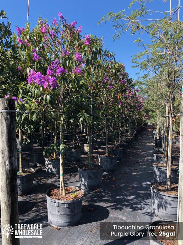 25 Gal - Tibouchina Granulosa - Purple Glory