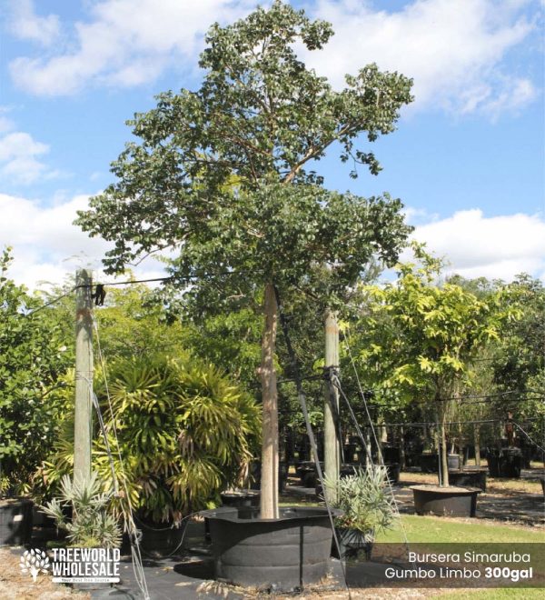 300 Gal - Bursera Simaruba - Gumbo Limbo