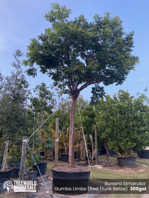 300 Gal - Bursera Simaruba - Gumbo Limbo