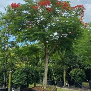 Delonix Regia - Royal Ponciana for Sale