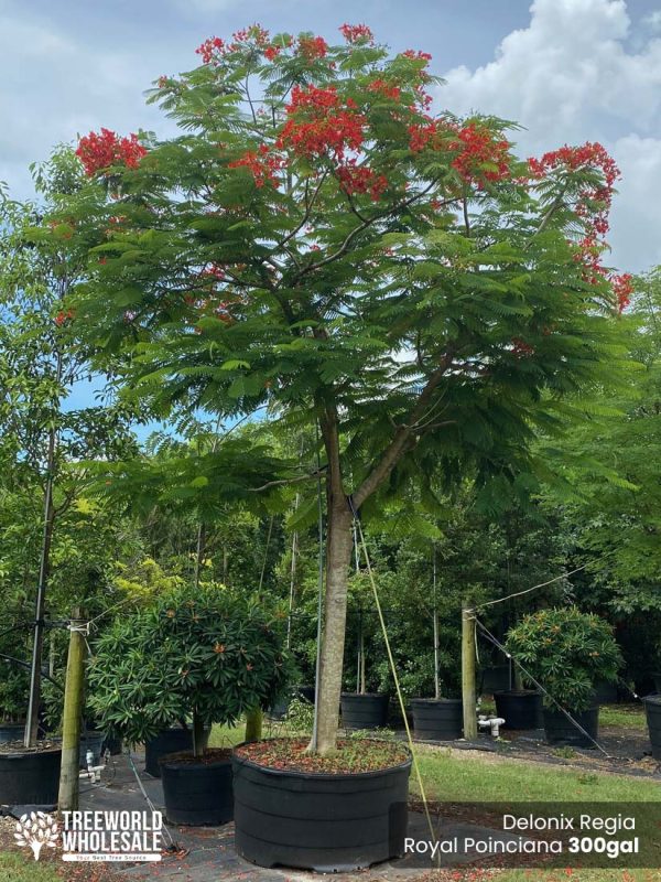 Delonix Regia - Royal Ponciana for Sale