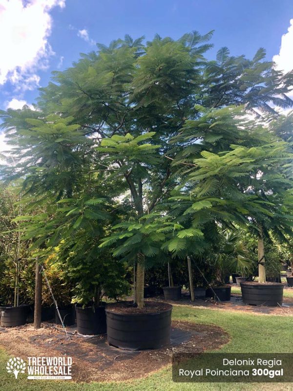 300 Gal - Delonix Regia - Royal Ponciana, Flamboyant