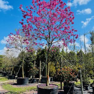 300 Gal - Tabebuia Impetiginosa - Purple Trumpet