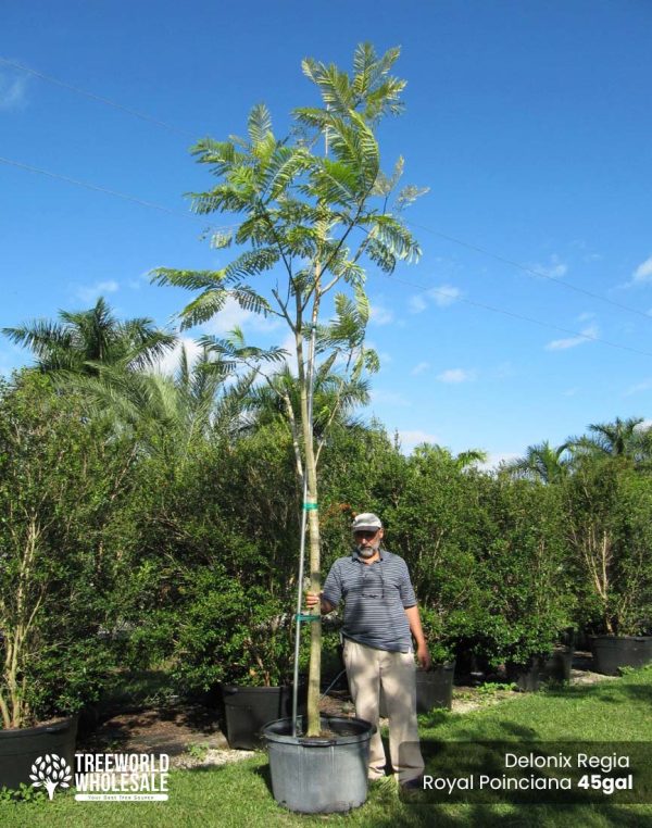 45-Gal-Delonix-Regia-Royal-Ponciana