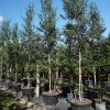 45 Gal - Tabebuia Bahamensis - White Tabebuia, Bahamian Trumpet Tree