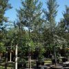 45 Gal - Tabebuia Bahamensis - White Tabebuia, Bahamian Trumpet Tree