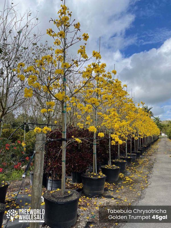 45 Gal - Tabebuia CHRYSOTRICHA - GOLDEN Trumpet