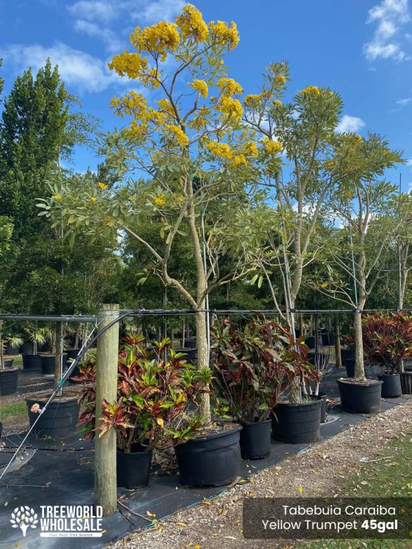 45 Gal - Tabebuia Caraiba - Yellow Trumpet