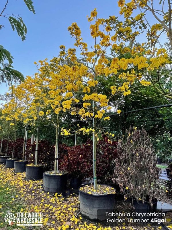 45 Gal - Tabebuia Chrysotricha - Golden Trumpet