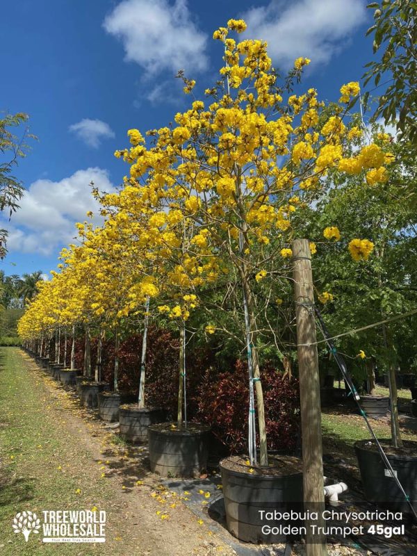 45 Gal - Tabebuia Chrysotricha - Golden Trumpet