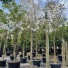 45 Gal - Tabebuia Roseoalba - White Ipe