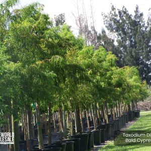 45 Gal - Taxodium Distichum - Bald Cypress