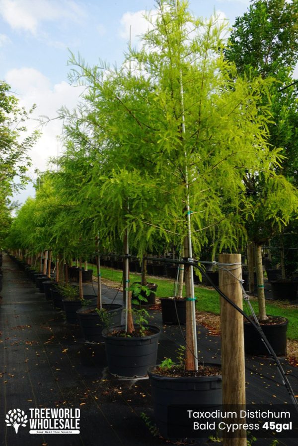 45 Gal - Taxodium Distichum - Bald Cypress