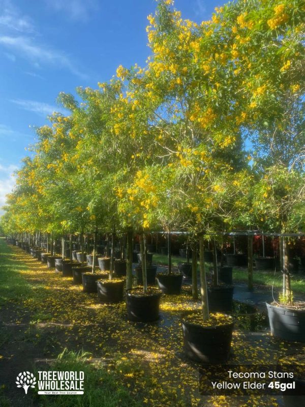 45 Gal - Tecoma Stans - Yellow Elder