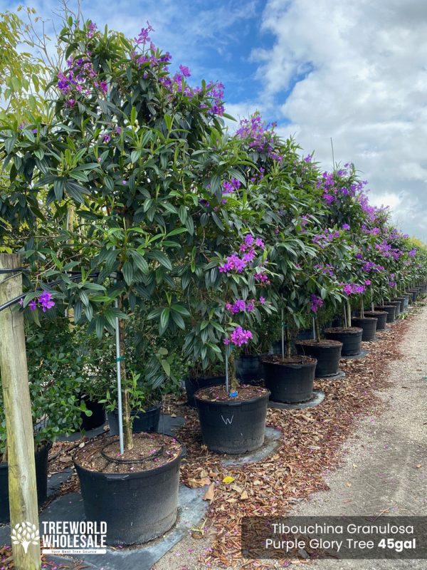 45 Gal - Tibouchina Granulosa - Purple Glory