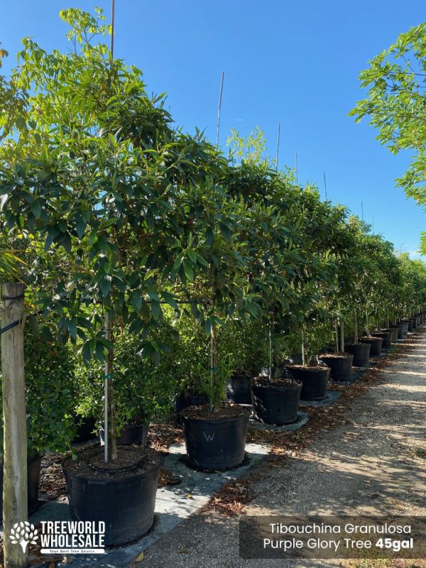 45 Gal - Tibouchina Granulosa - Purple Glory