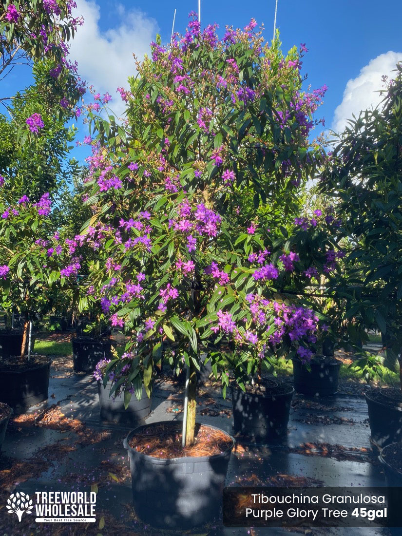 Tibouchina Granulosa - purple glory tree for sale South Florida 🌳