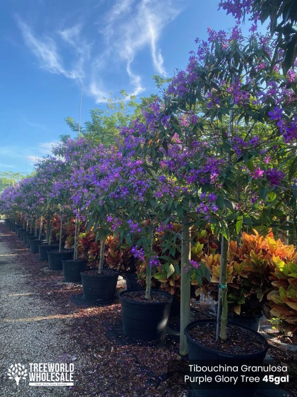 45 Gal - Tibouchina Granulosa - Purple Glory