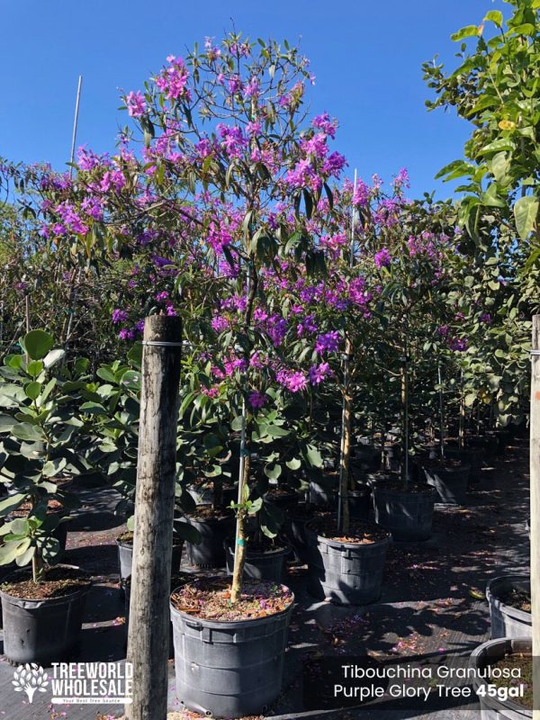 45 Gal - Tibouchina Granulosa - Purple Glory