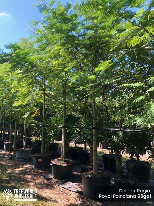 65 Gal - Delonix Regia - Royal Poinciana