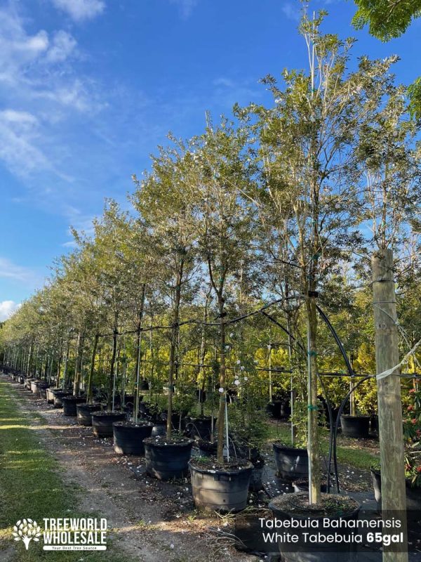 65 Gal - Tabebuia Bahamensis - White Tabebuia, Bahamian Trumpet