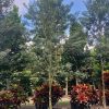 65 Gal - Tabebuia Bahamensis - White Tabebuia, Bahamian Trumpet
