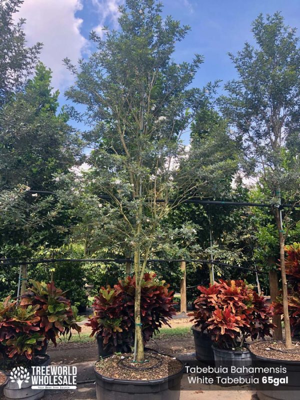 65 Gal - Tabebuia Bahamensis - White Tabebuia, Bahamian Trumpet