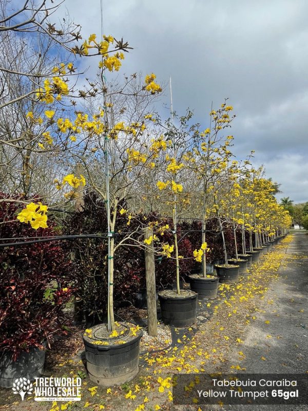 65 Gal - Tabebuia Chrysotricha - Golden Trumpet