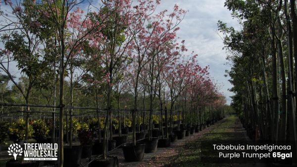 65 Gal - Tabebuia Impetiginosa - Purple Trumpet