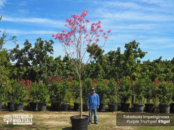 65 Gal - Tabebuia Impetiginosa - Purple Trumpet