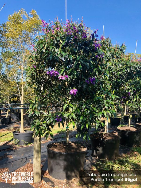 65 Gal - Tibouchina Granulosa - Purple Glory