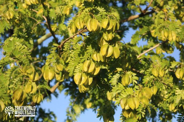 Bulnesia Arborea - Verawood, Maracaibo Lignum-Vitae - Seedpod